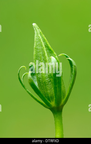 Chinese Hibiscus (Hibiscus, bud / rosa-sinensis) / Chine Rose, fleur de chaussures Banque D'Images