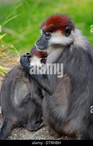 Mangabey à tête rousse, femme avec de jeunes / (Cercocebus torquatus) Mangabey couronné / Cherry, le mangabey blanc Banque D'Images