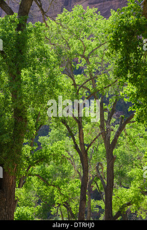 Freemont peupliers, Populus fremontii, Zion National Park, Utah, USA Banque D'Images