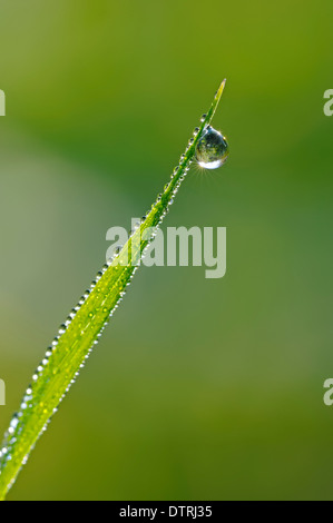 Brin d'herbe avec des gouttes d'eau, Rhénanie du Nord-Westphalie, Allemagne Banque D'Images