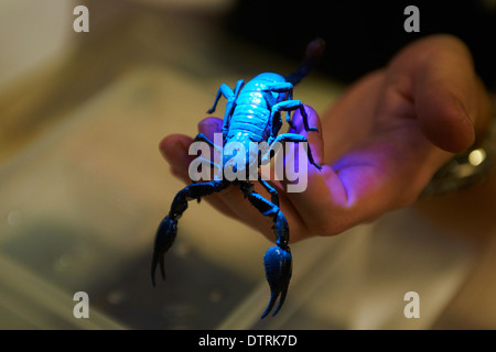 Keeper holding scorpion dans la main Banque D'Images