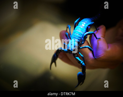 Keeper holding scorpion dans la main Banque D'Images