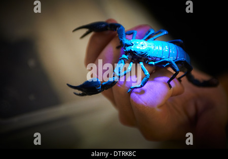 Keeper holding scorpion dans la main Banque D'Images