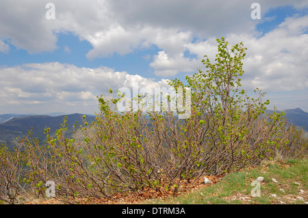Hêtre européen ou le hêtre commun (Fagus sylvatica) formées par le vent, Provence-Alpes-Cote d'Azur, dans le sud de la France Banque D'Images