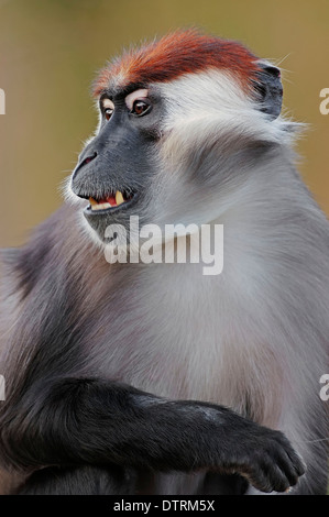 Mangabey à tête rousse, homme / (Cercocebus torquatus) Mangabey couronné / Cherry, le mangabey blanc Banque D'Images