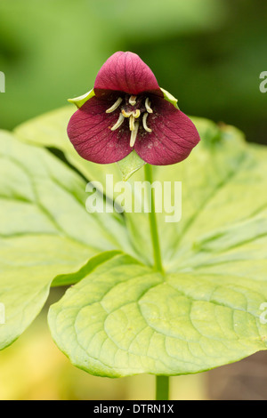 Trille rouge, Trillium erectum, dans un environnement boisé Banque D'Images