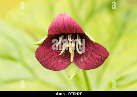 Fleur de Trille rouge isolé, Trillium erectum, contre un fond vert diffus Banque D'Images