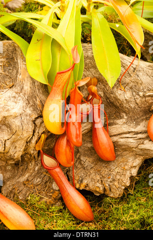 Sarracénie, Nepenthes alata, à l'affiche au Royal Cornwall Show Banque D'Images