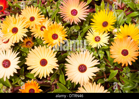 Usines de glace annuelle colorés, Mesembryanthemum hybrides. L'ouverture de leurs fleurs dans le début de l'été du soleil. Banque D'Images