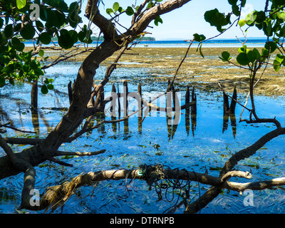 Mangrove à l'île de Bunaken à Sulawesi, Indonésie Banque D'Images