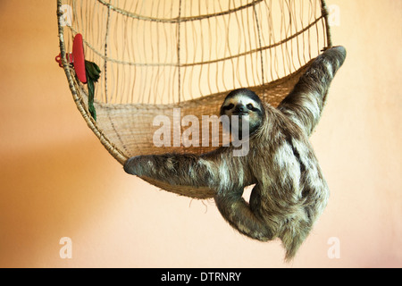 Sloth secouru à trois doigts (Bradypus variegatus) suspendu d'un panier au sanctuaire Sloth au Costa Rica Banque D'Images