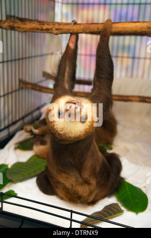 Orphelin Hoffmann deux-embout Sloth bébé (Choloepus hoffmanni) suspendu d'une branche dans la pépinière au Sloth Sanctuary du Costa Rica Banque D'Images