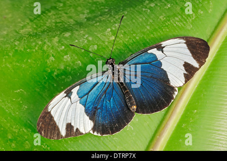 Cydno Heliconius cydno Longwing / () Banque D'Images