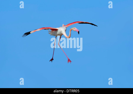 Flamant rose, Camargue, Provence, Sud de France / (Phoenicopterus ruber roseus) Banque D'Images