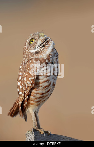 Chevêche des terriers, Florida, USA / (Speotyto cunicularia, Athene cunicularia) Banque D'Images