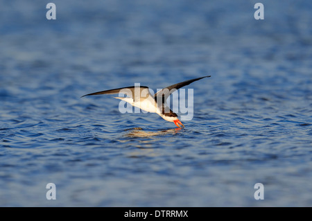 Skimmer noir, Merritt Island, Florida, USA / (Rynchops niger) Banque D'Images