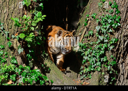 Les jeunes / Tigre de Sumatra (Panthera tigris sumatrae, Panthera sumatrae) Banque D'Images