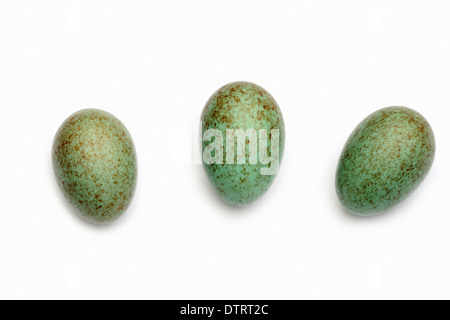 Blackbird, oeufs / (Turdus merula) Banque D'Images