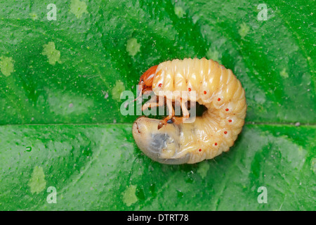 Catégorie : commune, larve, Rhénanie du Nord-Westphalie, Allemagne / (Melolontha melolontha) / Maybug Banque D'Images