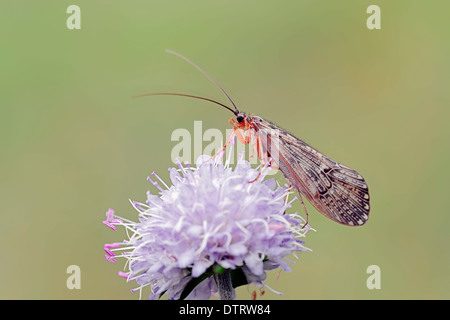 Caddis Fly et Devil's bit Scabious, Bavière, Allemagne / (Halesus tesselatus (Succisa pratensis),, Scabiosa succisa phryganes) / Banque D'Images