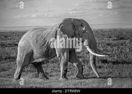 Une image monochrome d'un énorme éléphant africain dans le Parc national Amboseli, Kenya, Africa Banque D'Images