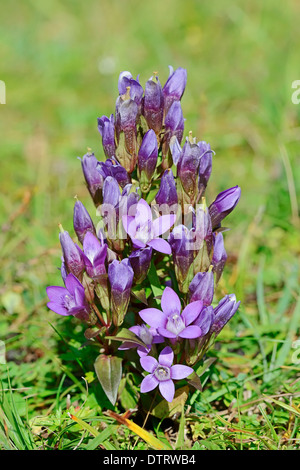 Gentiane de Chiltern, Bavière, Allemagne / (Gentianella germanica, Gentiana germanica) Banque D'Images