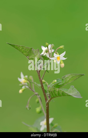 Morelle noire de Rhénanie du Nord-Westphalie / Allemagne (Solanum nigrum) / Duscle Morelle Jardin Hound's Berry Maître Morel Banque D'Images