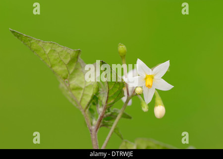 Morelle noire de Rhénanie du Nord-Westphalie / Allemagne (Solanum nigrum) / Duscle Morelle Jardin Hound's Berry Maître Morel Banque D'Images