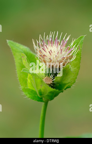 Chardon de chou, Bavière, Allemagne / (Cirsium oleraceum) Banque D'Images