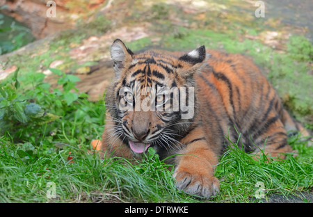 Les jeunes / Tigre de Sumatra (Panthera tigris sumatrae, Panthera sumatrae) Banque D'Images