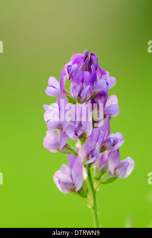 La Luzerne, Rhénanie du Nord-Westphalie, Allemagne / (Medicago sativa) / Lucerne Banque D'Images