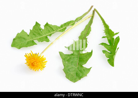 Pissenlit, feuilles et fleurs / (Taraxacum officinale) Banque D'Images