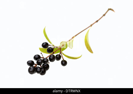Troène d'Europe, les petits fruits / (Ligustrum vulgare) / troène commun, troène sauvage Banque D'Images