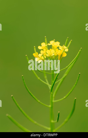 Common Wintercress Rhénanie du Nord-Westphalie / Allemagne (Barbarea vulgaris) / Bittercress Rocketcress amère Wintercress jaune Banque D'Images