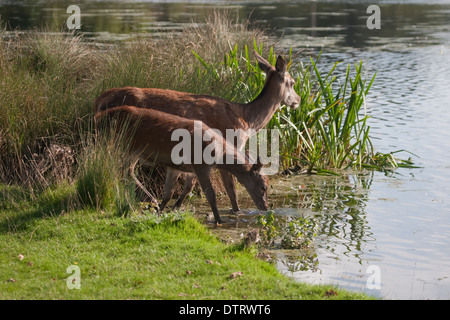 Groupe de red deer hinds traversant l'eau. Banque D'Images