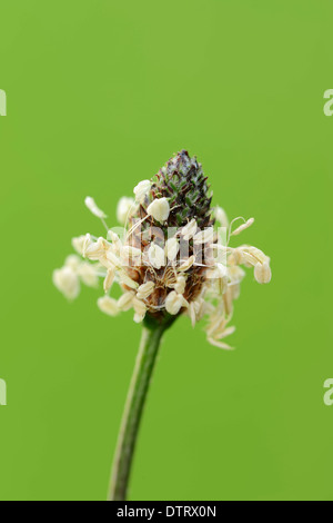 Plantain anglais, Rhénanie du Nord-Westphalie, Allemagne / (Plantago lanceolata) / feuilles étroites, plantain Plantain Lancéole Banque D'Images