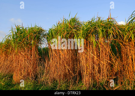 Argent chinois géant / herbe (Miscanthus floridulus) / herbe argent japonais, japonais Silvergrass Banque D'Images