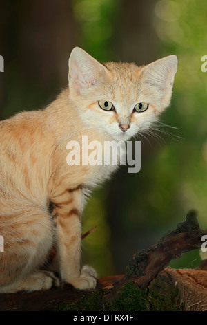 Le sable d'arabie / chat (Felis margarita harrisoni) / Desert Cat Banque D'Images