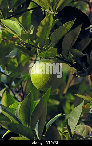 Pomelo, fruit de l'arbre / (Citrus maxima) / Pommelo, Pomélo, Pompelmous, Shaddock Banque D'Images