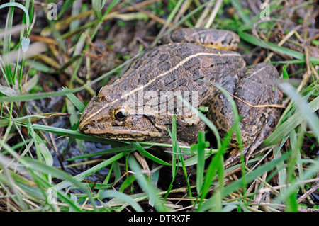 Vallée de l'Indus ouaouaron, parc national de Keoladeo Ghana, Rajasthan, Inde / (Hoplobatrachus tigerinus) / Indian Bullfrog Banque D'Images