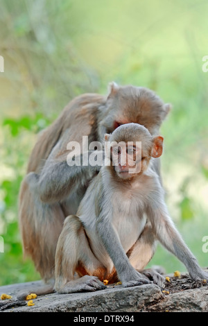 Des singes rhésus, avec de jeunes femmes, le parc national de Keoladeo Ghana, Rajasthan, Inde / (Macaca mulatta) macaque rhésus / Banque D'Images