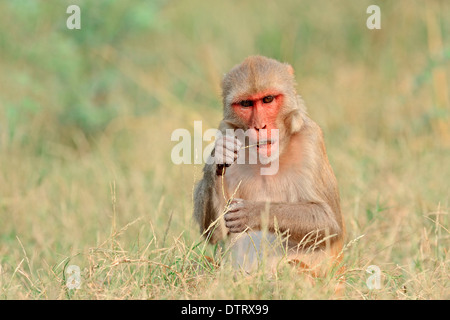 Singe rhésus, femme, parc national de Keoladeo Ghana, Rajasthan, Inde / (Macaca mulatta) macaque rhésus / Banque D'Images