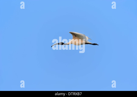 Ibis à tête noire, le parc national de Keoladeo Ghana, Rajasthan, Inde / (Threskiornis melanocephalus) Banque D'Images