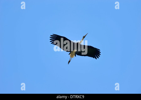 Woolly-necked Stork, parc national de Keoladeo Ghana, Rajasthan, Inde / (Ciconia episcopus episcopus) Banque D'Images