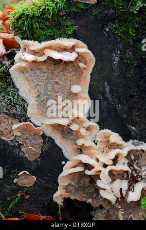 White-Rot Champignon, Rhénanie du Nord-Westphalie, Allemagne / (Merulius tremellosus, Phlebia tremellosa) / Jelly Rot Banque D'Images