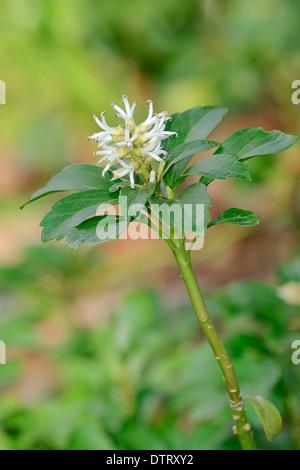 Columbine jardin 'Crimson Star' / Aquilegia caerulea (hybide) Banque D'Images