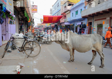 Rue commerçante et les bovins domestiques, Bharatpur, Rajasthan, Inde / Holy Cow Banque D'Images