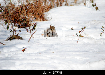 Écureuil gris,nourriture dans la neige profonde. Banque D'Images