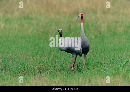 Sarus Crane, paire, parc national de Keoladeo Ghana, Rajasthan, Inde / (Grus antigone) Banque D'Images