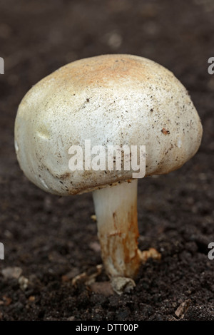 Inkcap scintillants, Rhénanie du Nord-Westphalie, Allemagne / (Coprinus micaceus) / Cap d'encre scintillante Banque D'Images